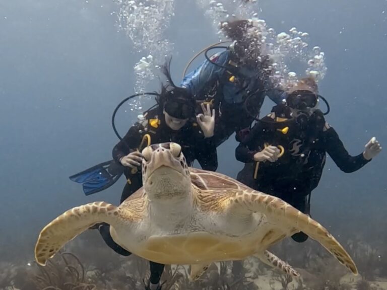 Playa del Carmen Diving