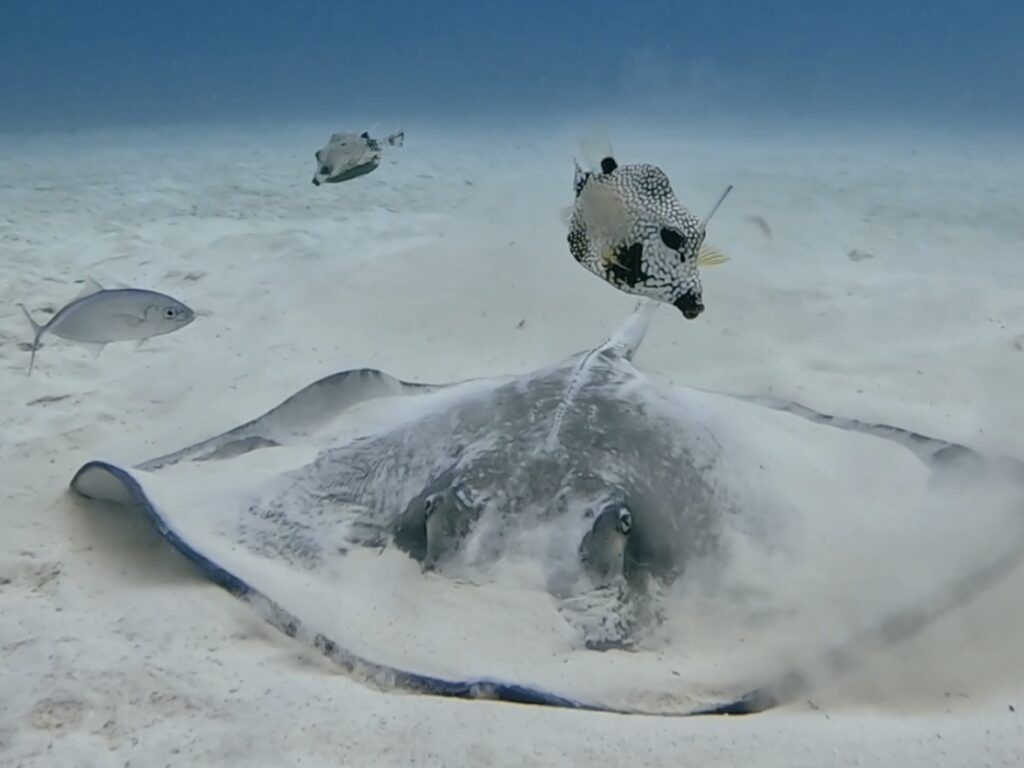 Playa del Carmen Diving