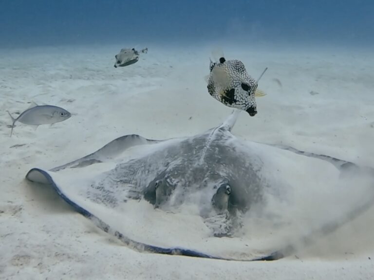 Playa del Carmen Diving