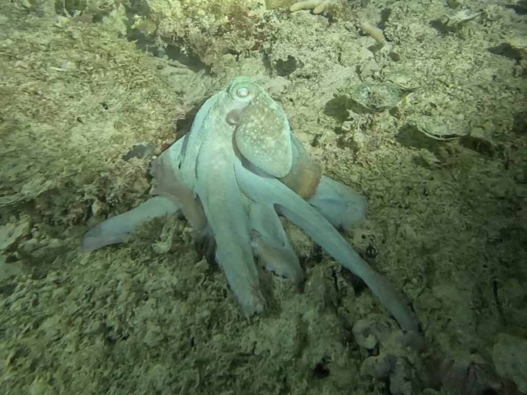 Night Dive Playa del Carmen