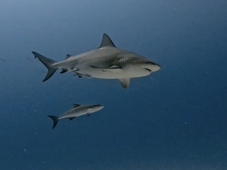 Bull Shark Diving Playa del Carmen