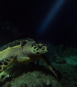 Night Dive Playa del Carmen