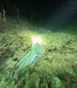 Night Dive Playa del Carmen