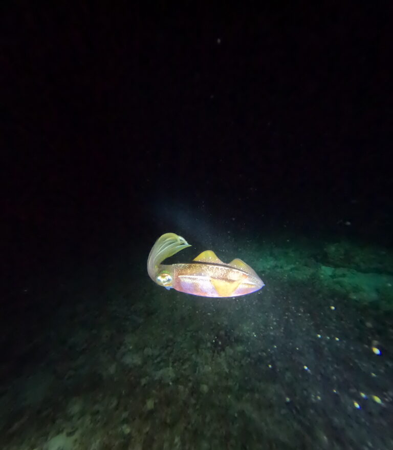 Night Dive Playa del Carmen