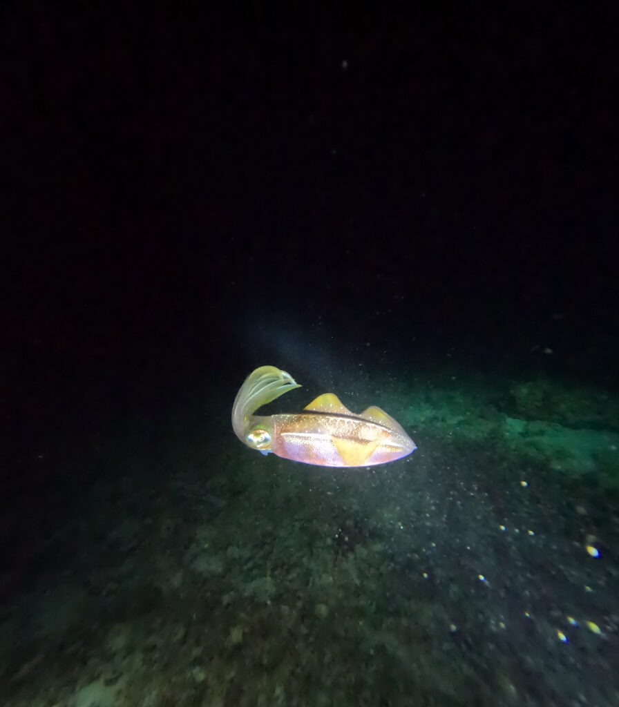 Night Dive Playa del Carmen