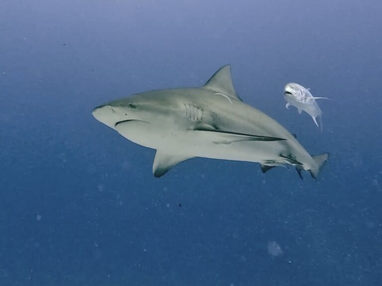 Bull Sharks