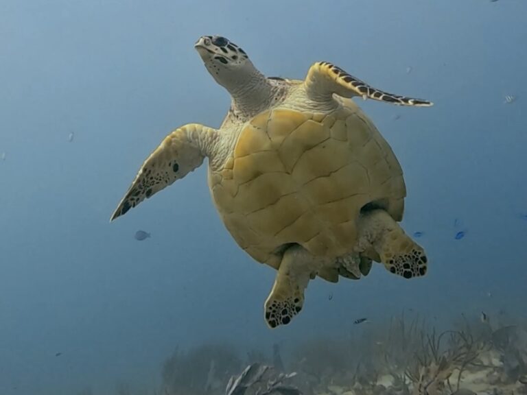Scuba Diving Playa del Carmen