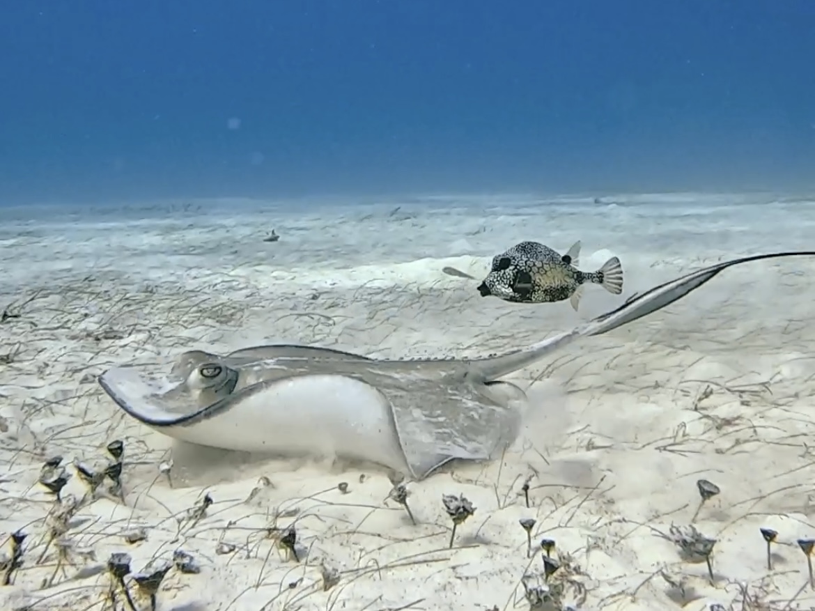 https://xicodivecenter.com/wp-content/uploads/2025/11/Scuba-5-copy.jpg