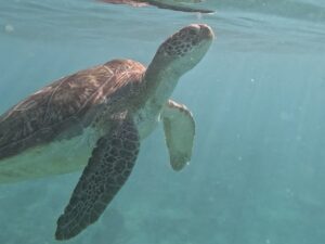 Snorkel Tour Playa del Carmen