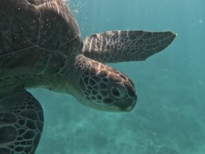 Snorkel Tour Playa del Carmen