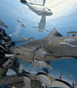 Diving Playa del Carmen