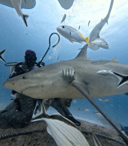 Diving Playa del Carmen