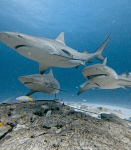 Diving Playa del Carmen