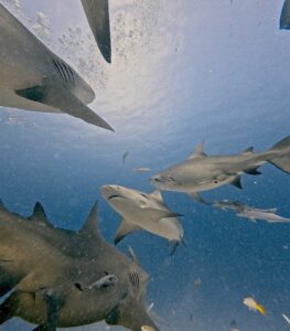 Diving Playa del Carmen