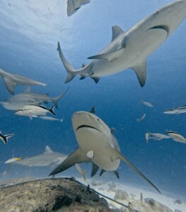 Diving Playa del Carmen