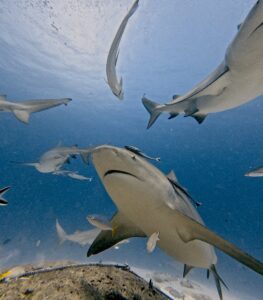 Diving Playa del Carmen