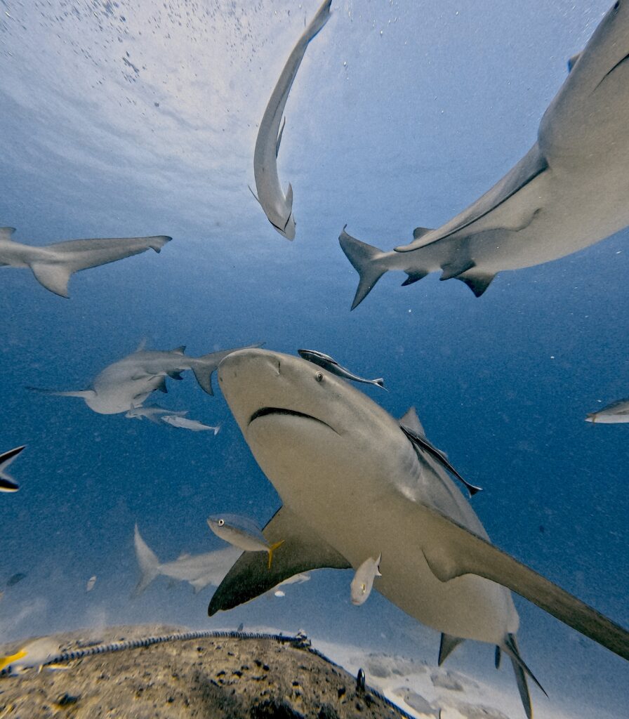 Diving Playa del Carmen