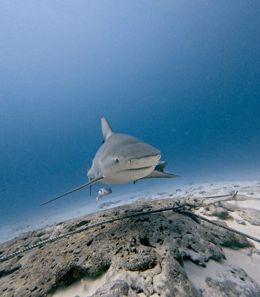 Diving Playa del Carmen