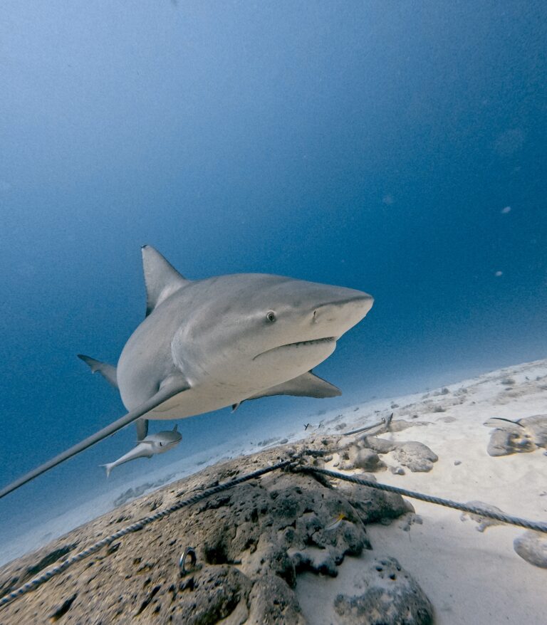 Diving Playa del Carmen