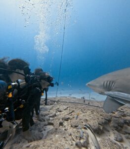 Diving Playa del Carmen