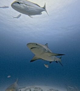 Diving Playa del Carmen