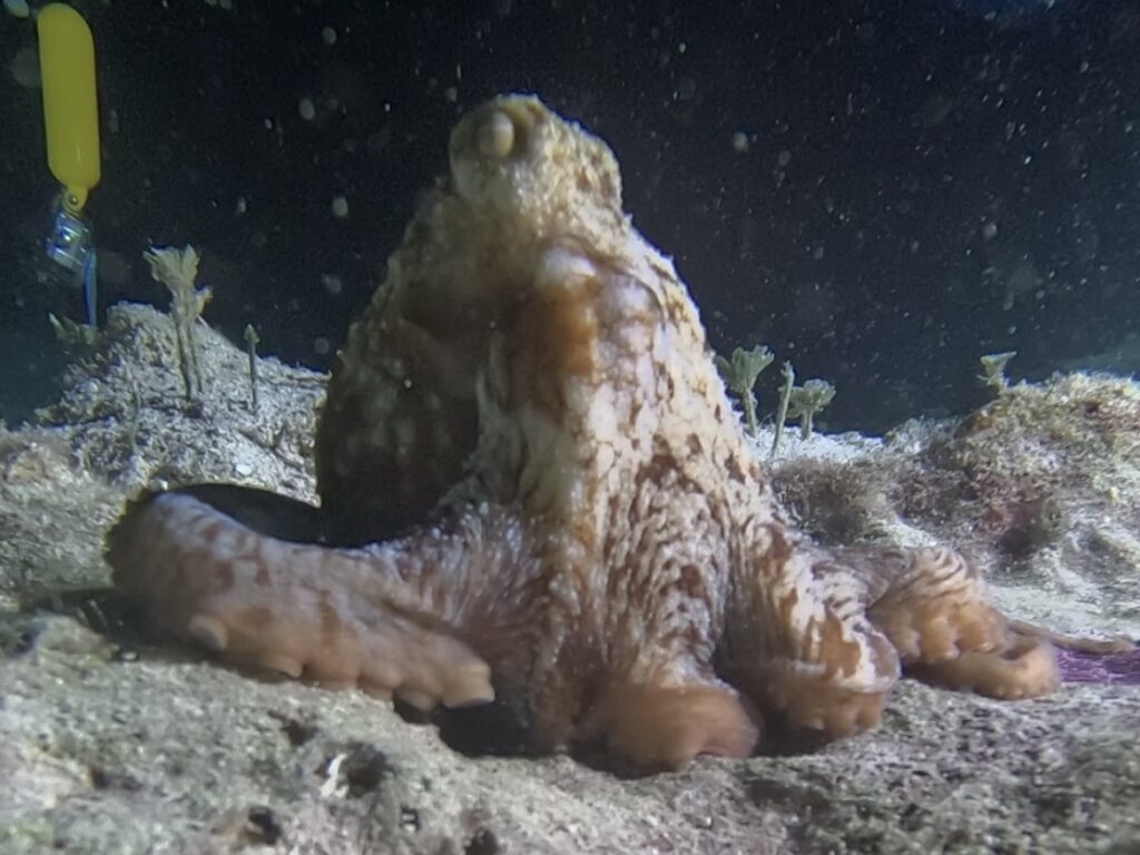 Scuba Diving Playa del Carmen
