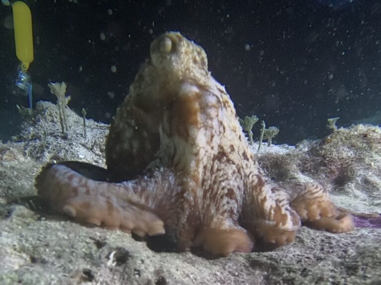 Scuba Diving Playa del Carmen