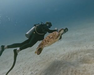 Scuba Diving Playa del Carmen