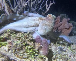 Scuba Diving Playa del Carmen