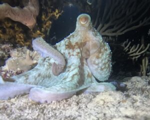 Scuba Diving Playa del Carmen