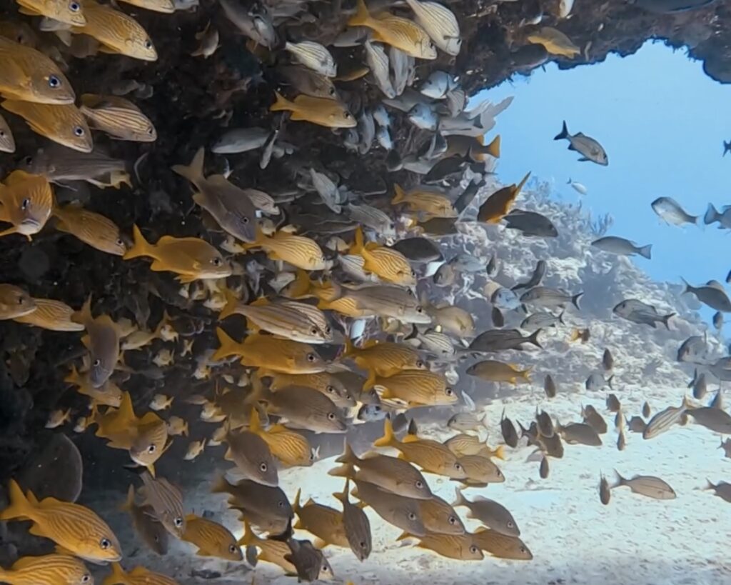 Scuba Diving Playa del Carmen