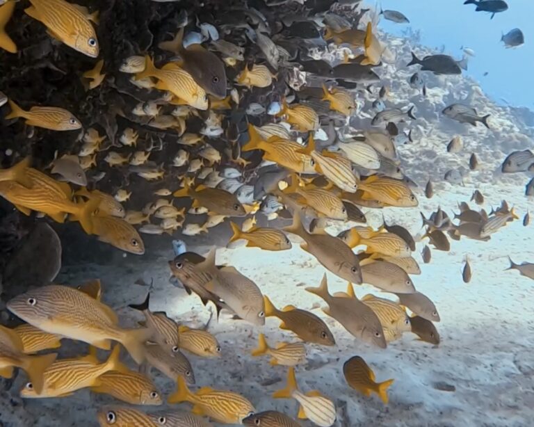 Scuba Diving Playa del Carmen