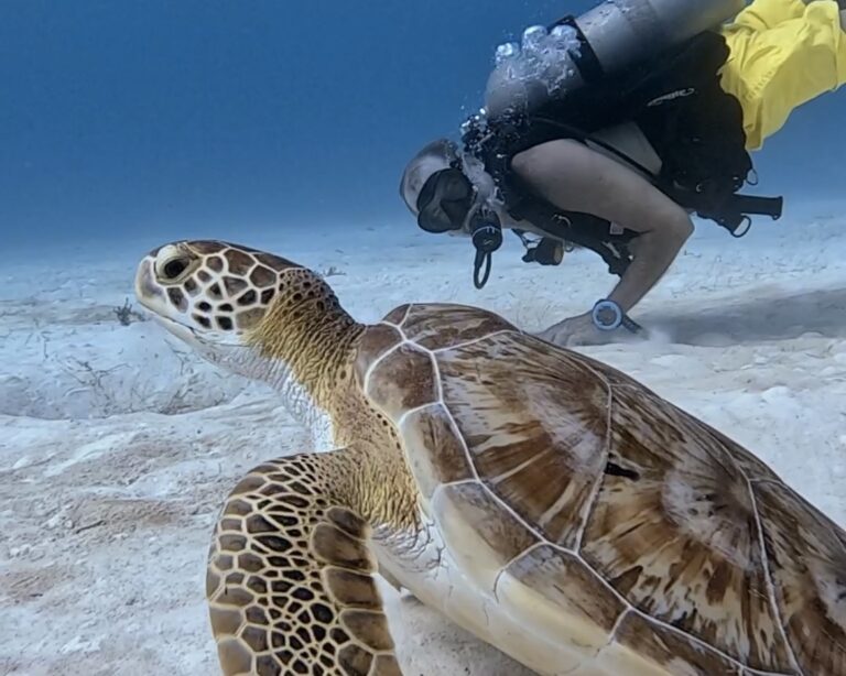 Scuba Diving Playa del Carmen