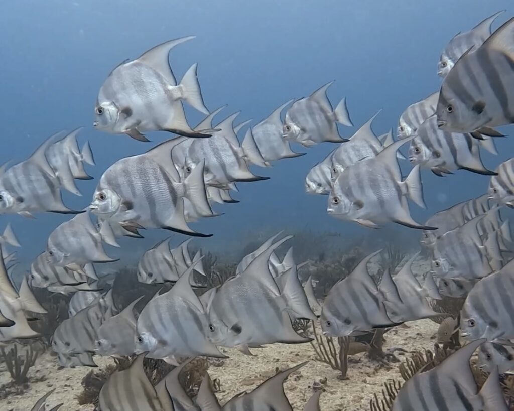 Diving Playa del Carmen