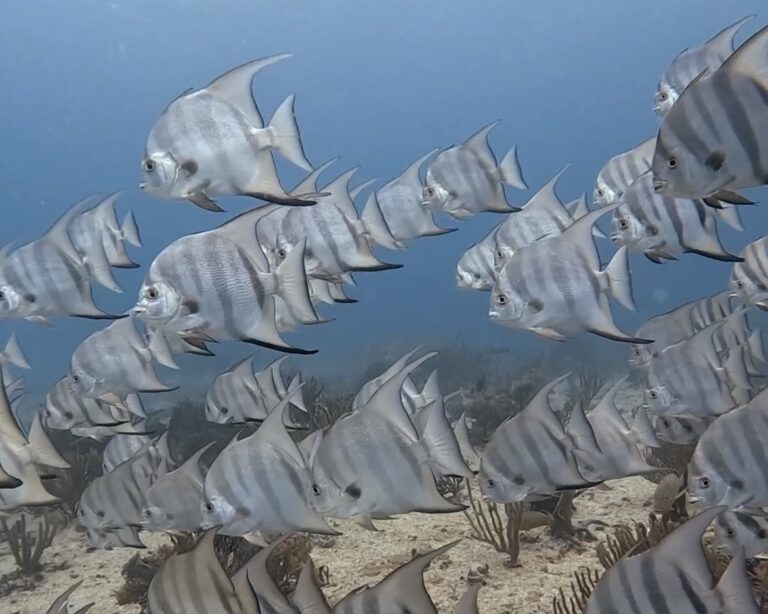 Diving Playa del Carmen