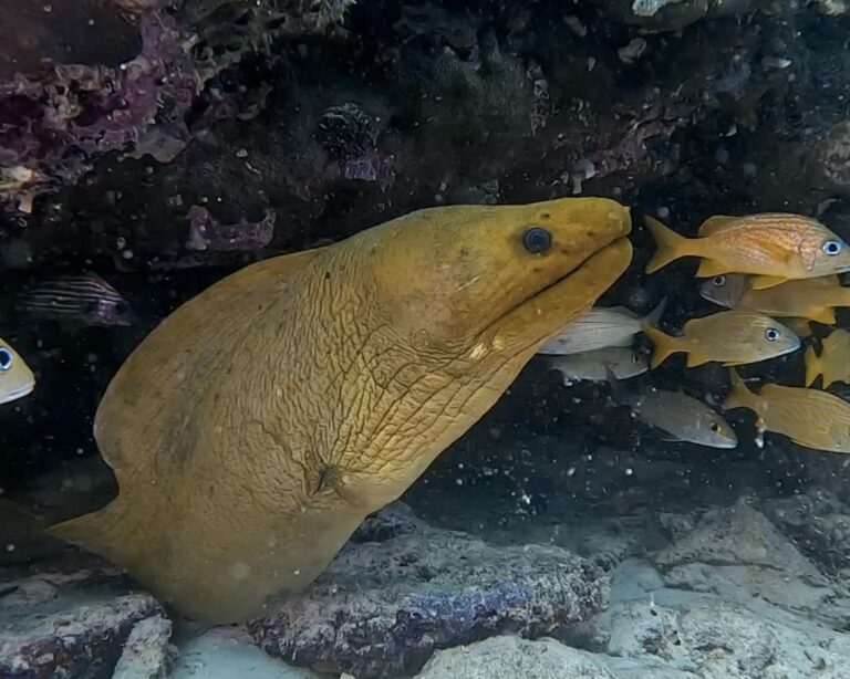 Diving Playa del Carmen