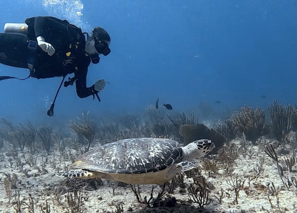Diving Playa del Carmen