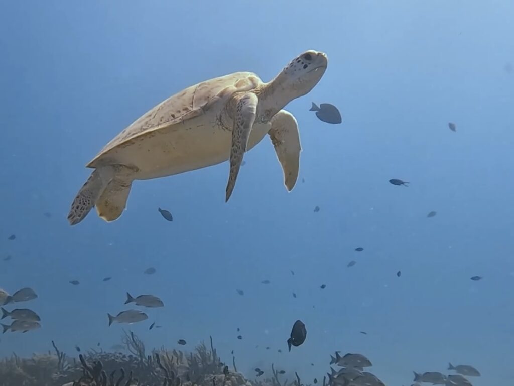 Scuba Diving Playa del Carmen