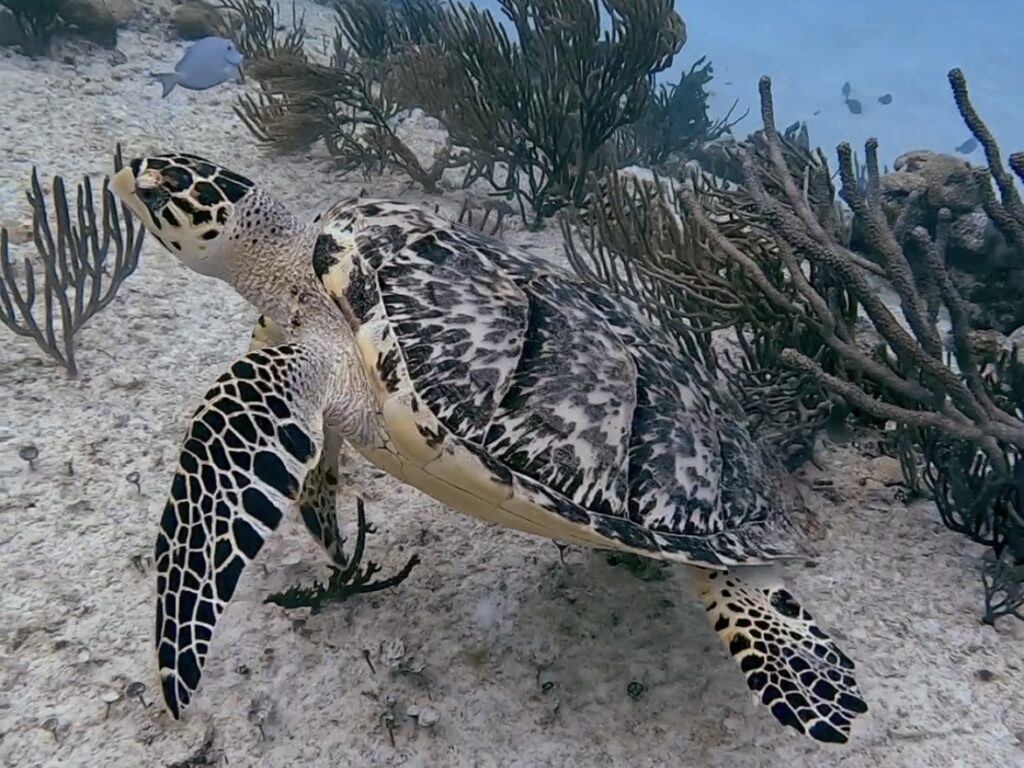 Scuba Diving Playa del Carmen