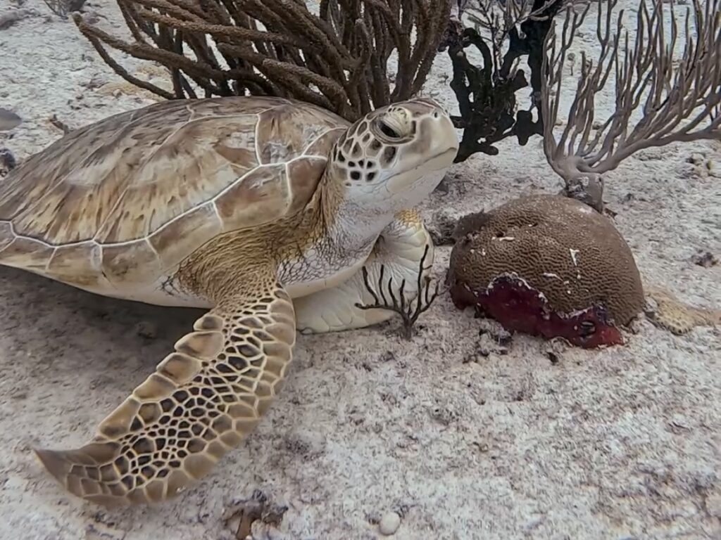 Scuba Diving Playa del Carmen