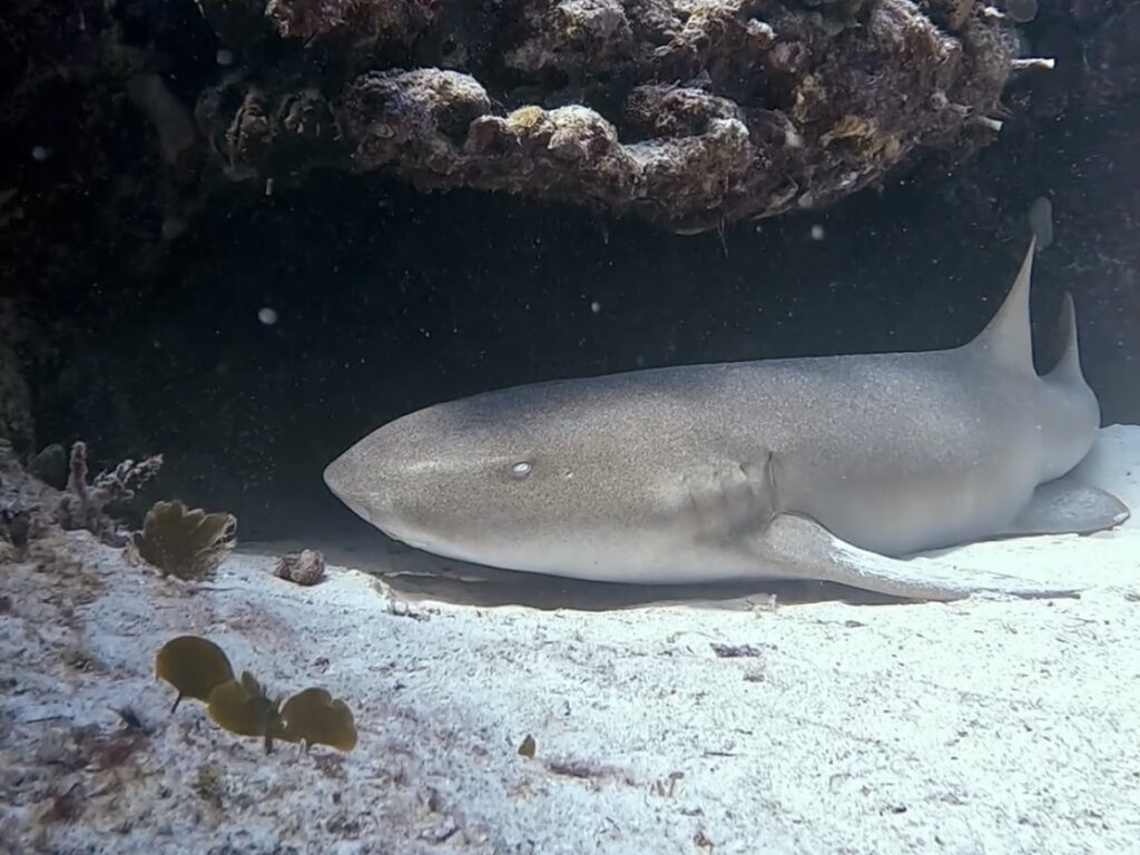Scuba Diving Playa del Carmen