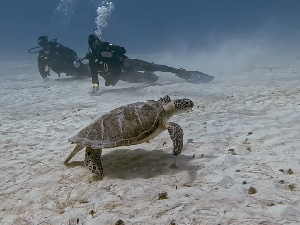 Scuba Diving Playa del Carmen