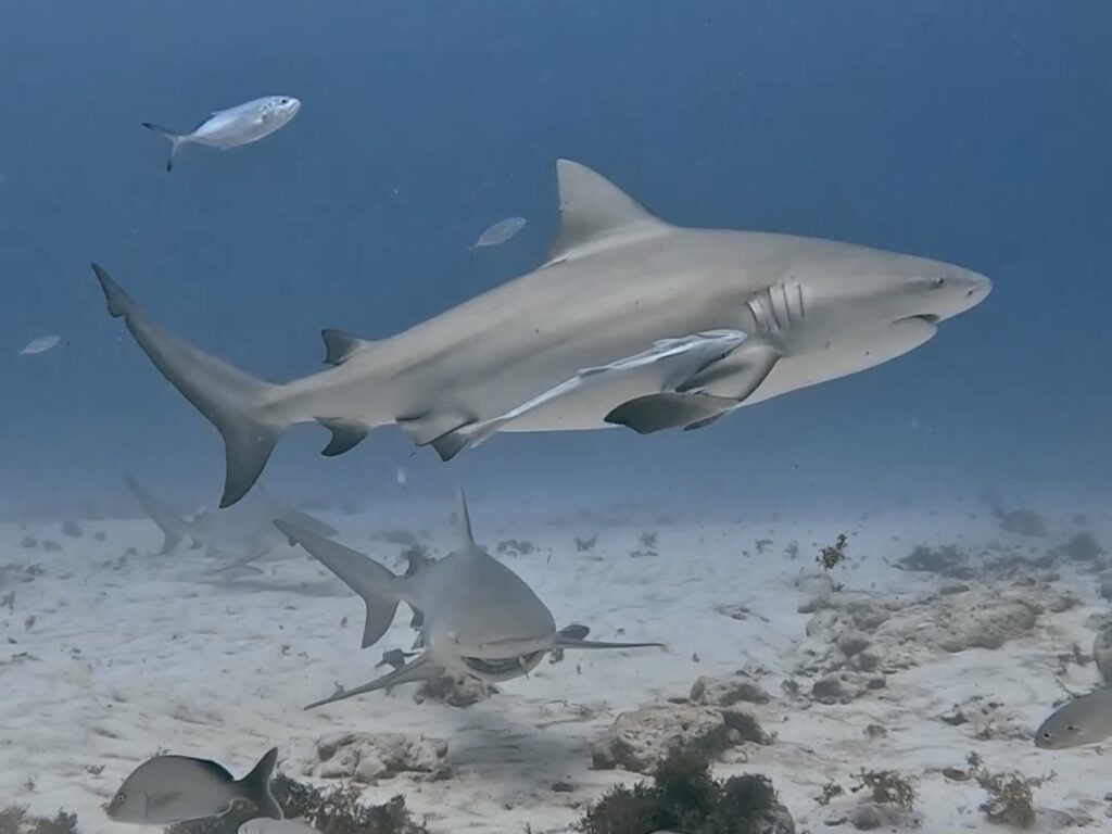 Playa del Carmen Vacation