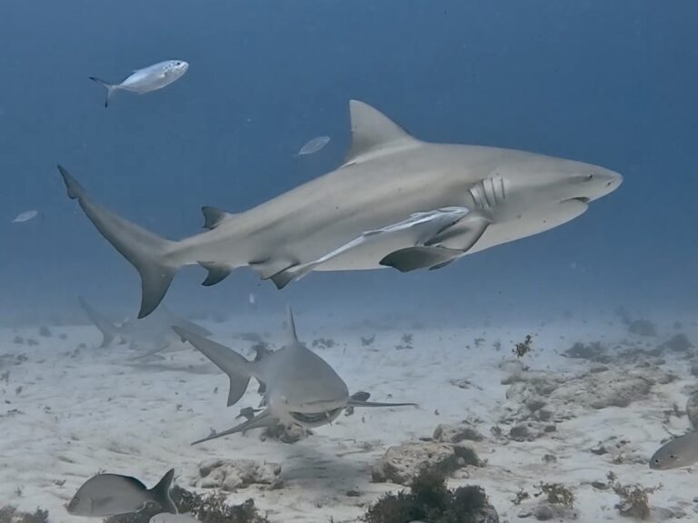 Playa del Carmen Vacation