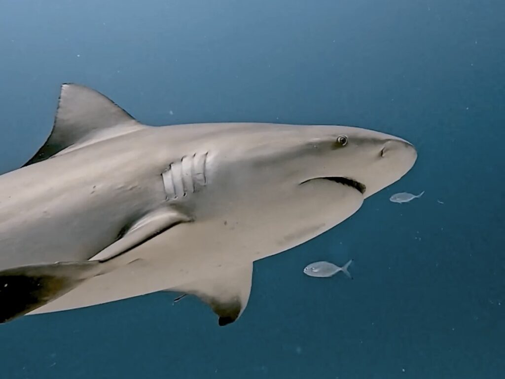 Playa del Carmen Vacation