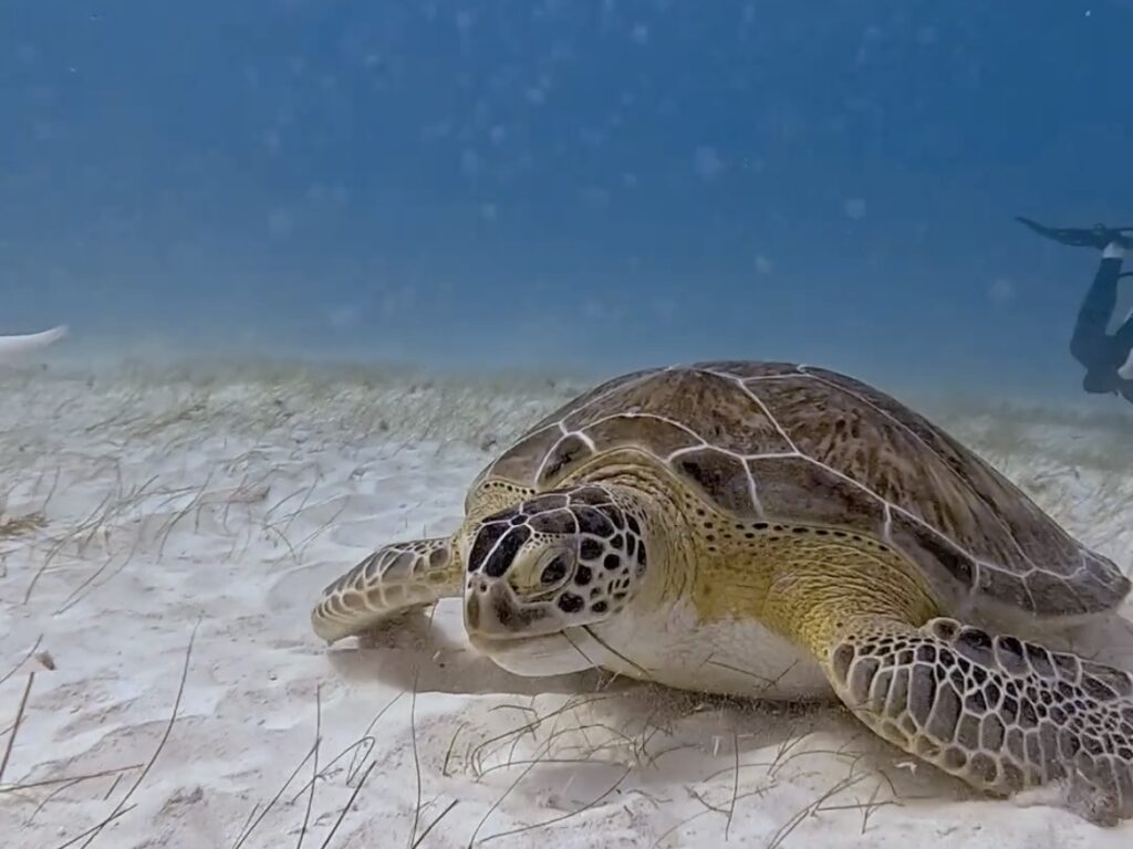 Playa del Carmen Vacation