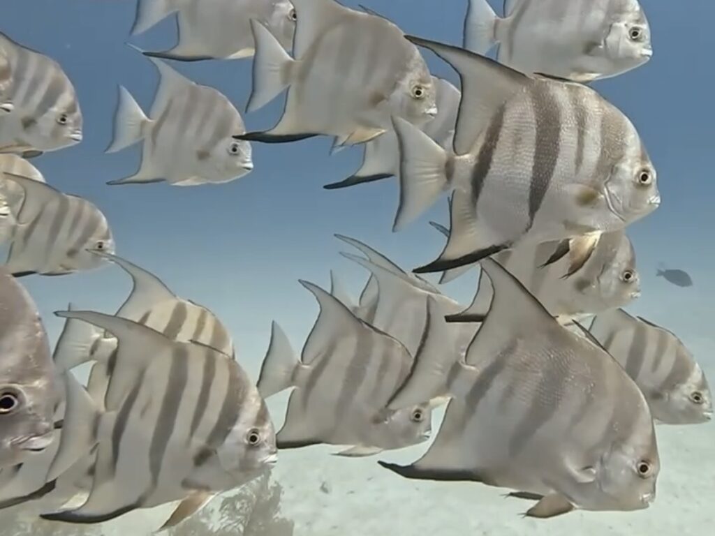 Playa del Carmen Vacation