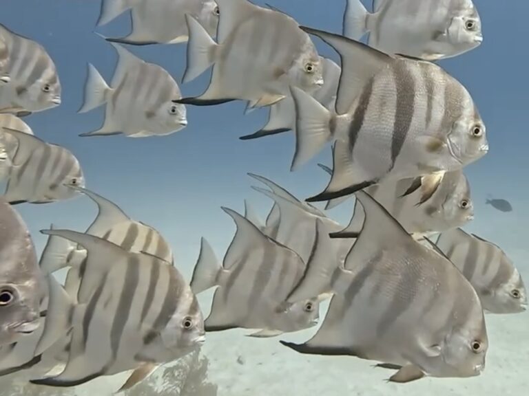 Playa del Carmen 假期