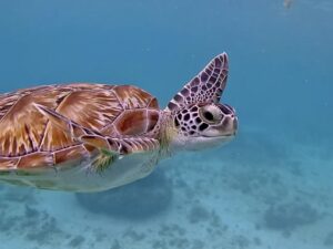 Ocean Activities Playa del Carmen