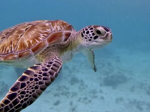 Ocean Activities Playa del Carmen